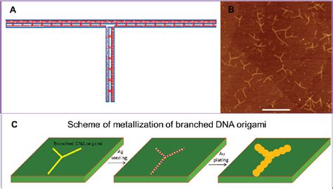 metallization of self-assembled dna templates for electronic circuit fabrication|dna metalization reaction.